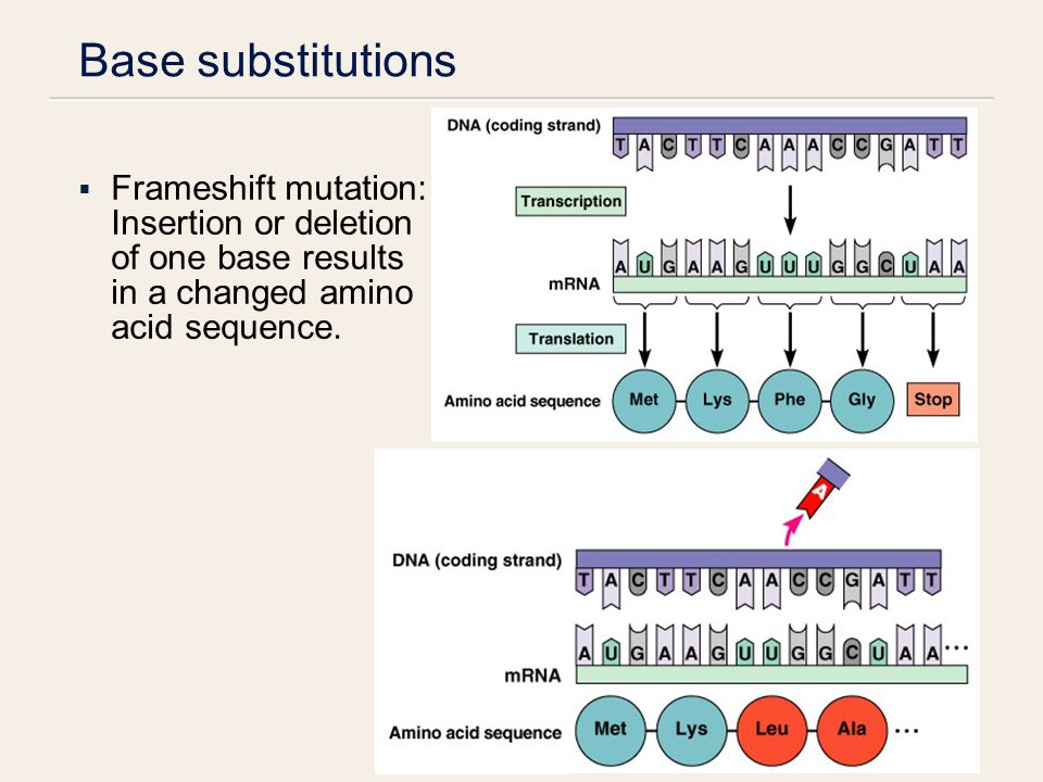 Base substitutions  Frameshift mutation: Insertion or deletion of one base results in a changed amino acid sequence.