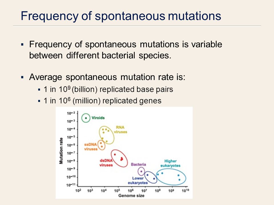 Frequency of spontaneous mutations  Frequency of spontaneous mutations is variable between different bacterial species.