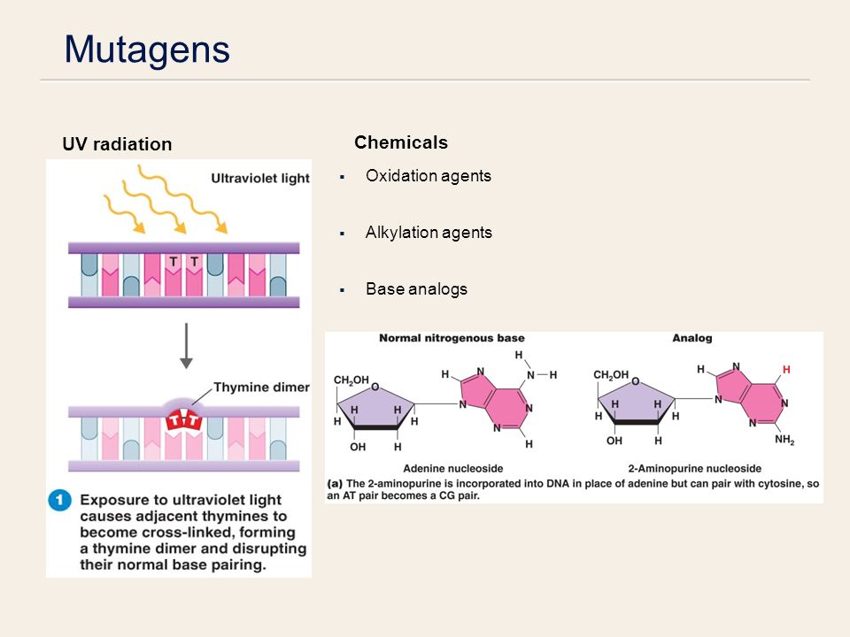 Mutagens  Oxidation agents  Alkylation agents  Base analogs UV radiation Chemicals