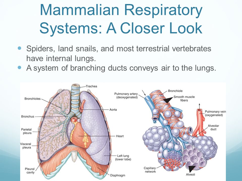 Mammalian Respiratory Systems: A Closer Look Spiders, land snails, and most terrestrial vertebrates have internal lungs.
