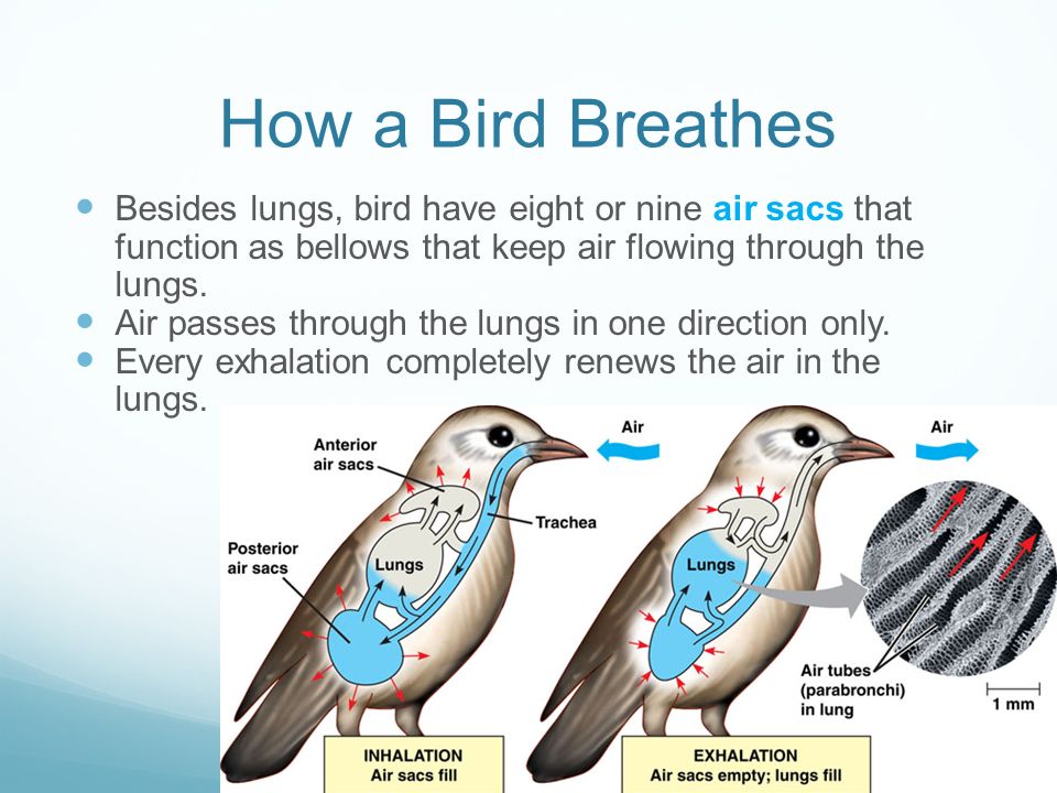 How a Bird Breathes Besides lungs, bird have eight or nine air sacs that function as bellows that keep air flowing through the lungs.