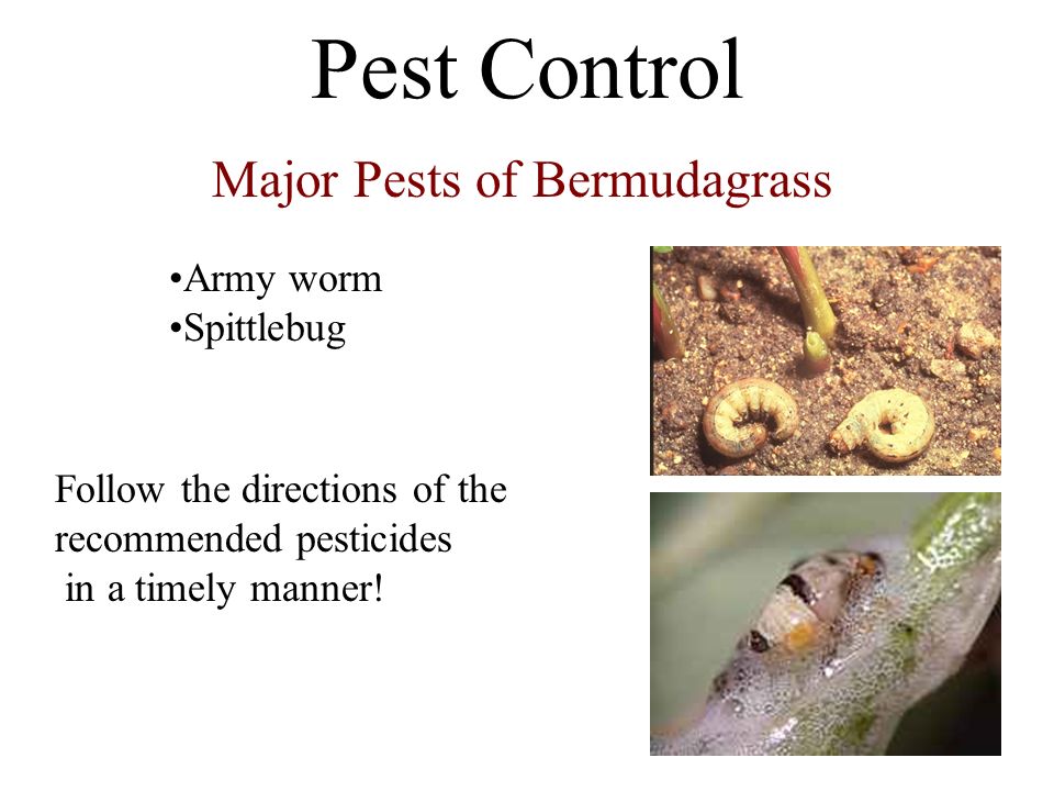 Pest Control Major Pests of Bermudagrass Army worm Spittlebug Follow the directions of the recommended pesticides in a timely manner!