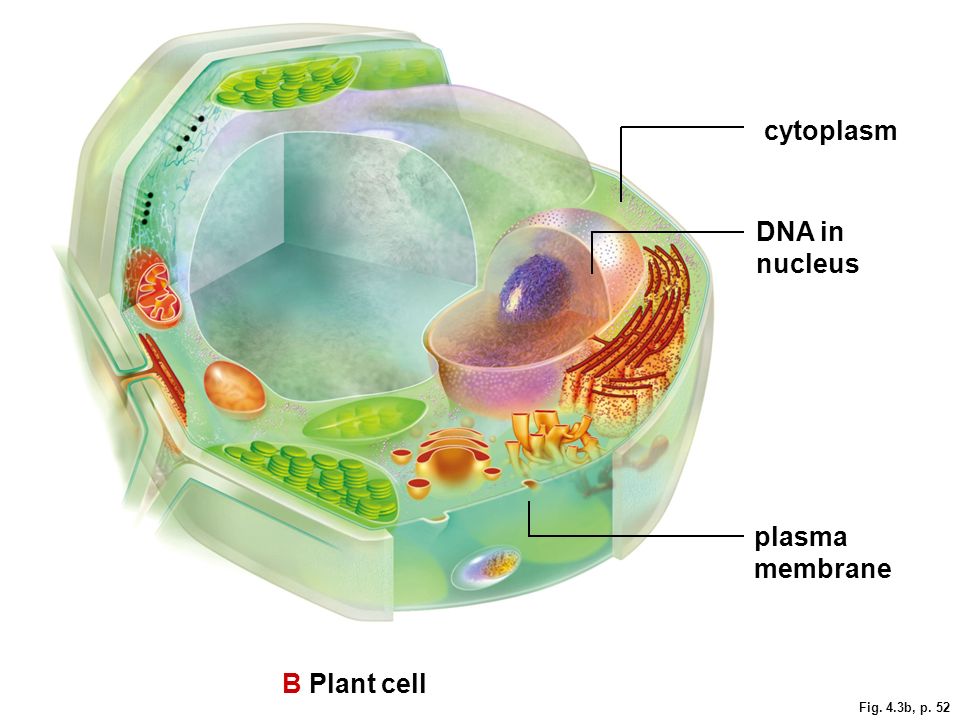Each cell. Cytoplasm of Plant Cell. Цитоплазма клетки. Cell cytoplasm. Набор клеток биология.