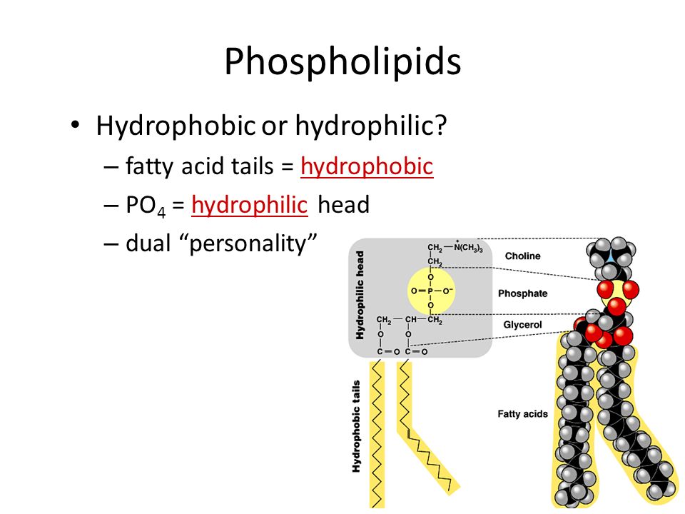 Phospholipids Structure: – glycerol + 2 fatty acids + PO 4 PO 4 negatively charged It’s just like a penguin… A head at one end & a tail at the other!