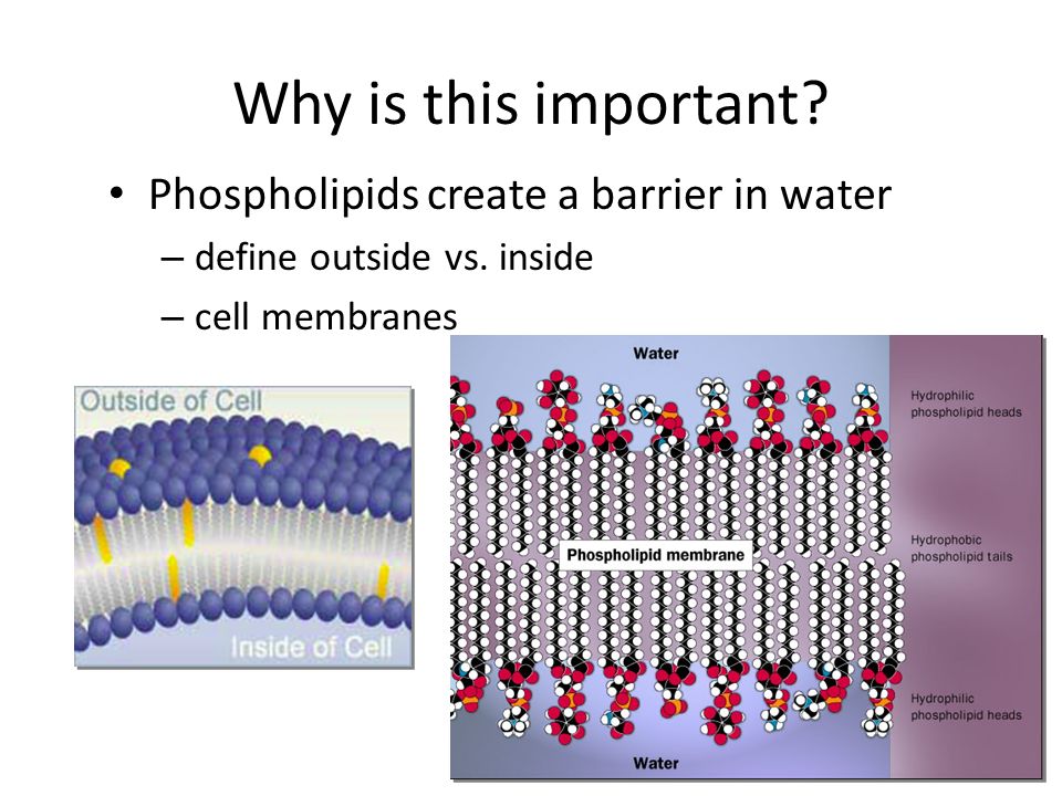 Phospholipids in water Hydrophilic heads attracted to H 2 O Hydrophobic tails hide from H 2 O – can self-assemble into bubbles bubble = micelle can also form bilayer early evolutionary stage of cell.