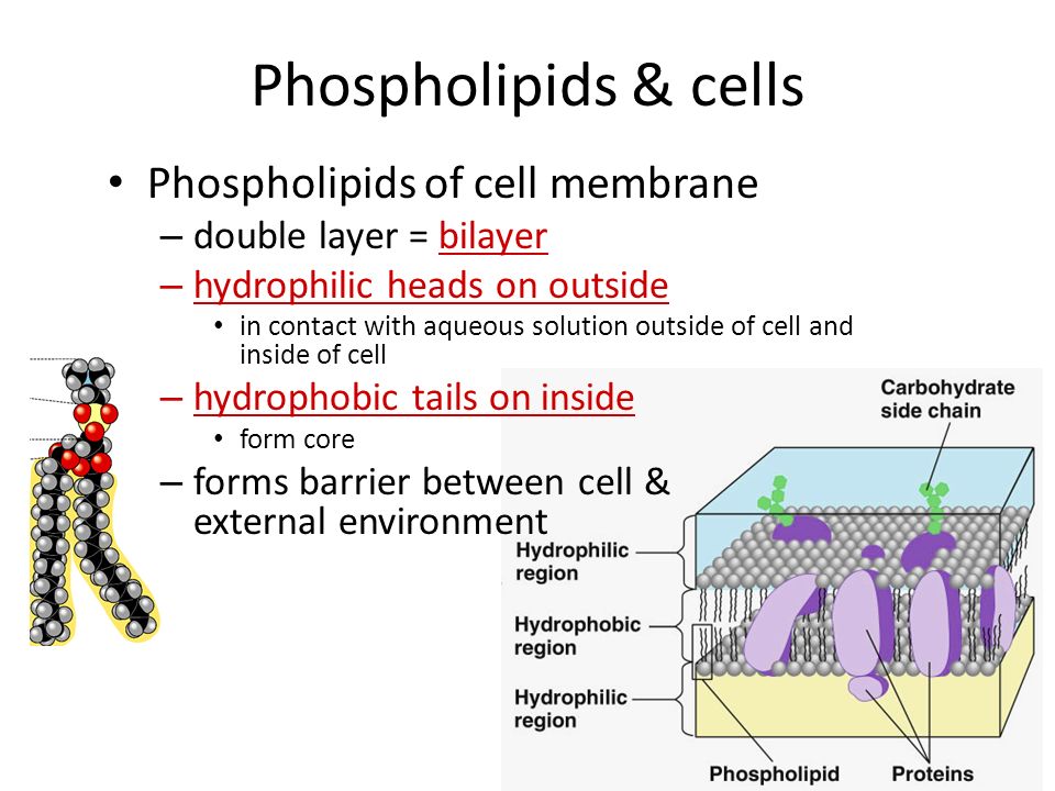 Why is this important. Phospholipids create a barrier in water – define outside vs.