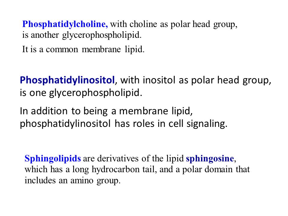 Phospholipids & cells Phospholipids of cell membrane – double layer = bilayer – hydrophilic heads on outside in contact with aqueous solution outside of cell and inside of cell – hydrophobic tails on inside form core – forms barrier between cell & external environment