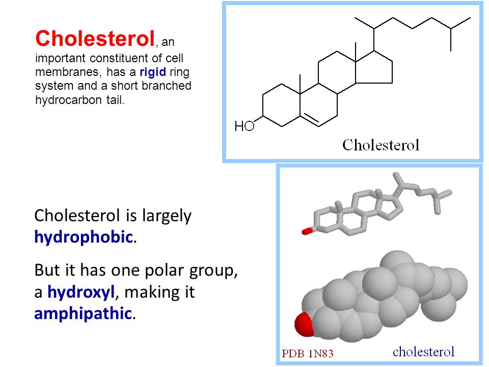 Sterols Have 4 fused rings Cholesterol is the major sterol in vertebrates Steroid Hormones –Testosterone, Estrogen