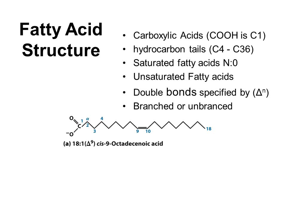 Storage Lipids Fatty Acids - Structure Fatty Acids - Physical Properties Triacylglycerols - the simplest Lipids Triacylglycerols in Energy Storage Thermal insulation Triacylglycerols in food Waxes