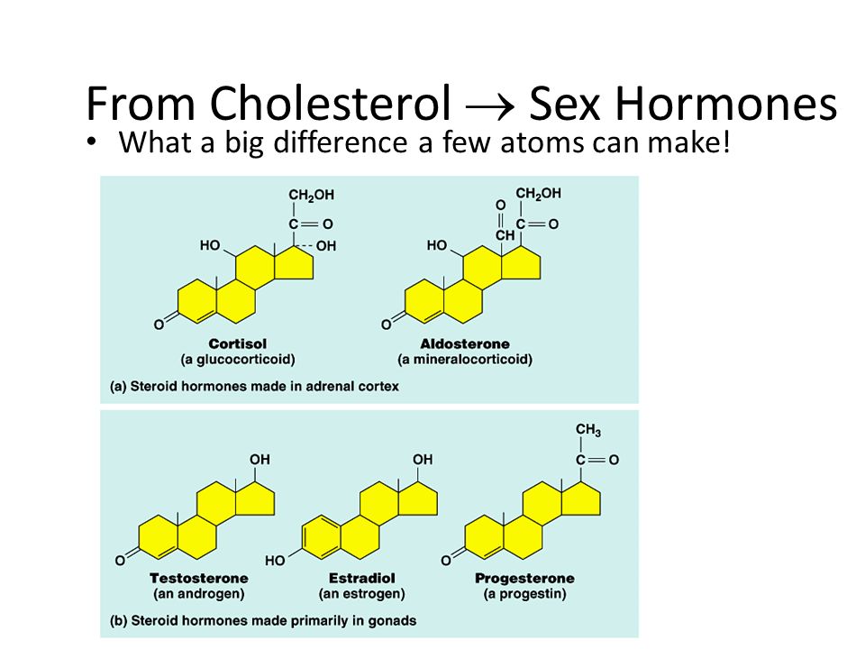 Cholesterol helps keep cell membranes fluid & flexible Important component of cell membrane