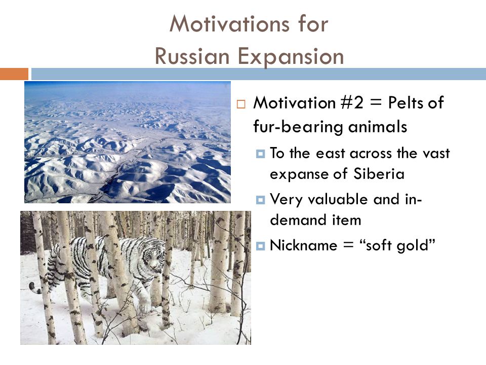 Motivations for Russian Expansion  Motivation #2 = Pelts of fur-bearing animals  To the east across the vast expanse of Siberia  Very valuable and in- demand item  Nickname = soft gold