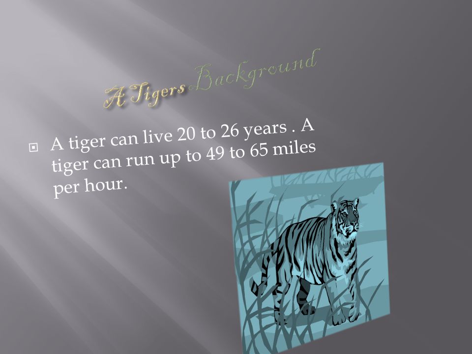 By: Kaiden  I chose a tiger because a tiger is my favorite animal and I  like their black and orange stripes. - ppt download