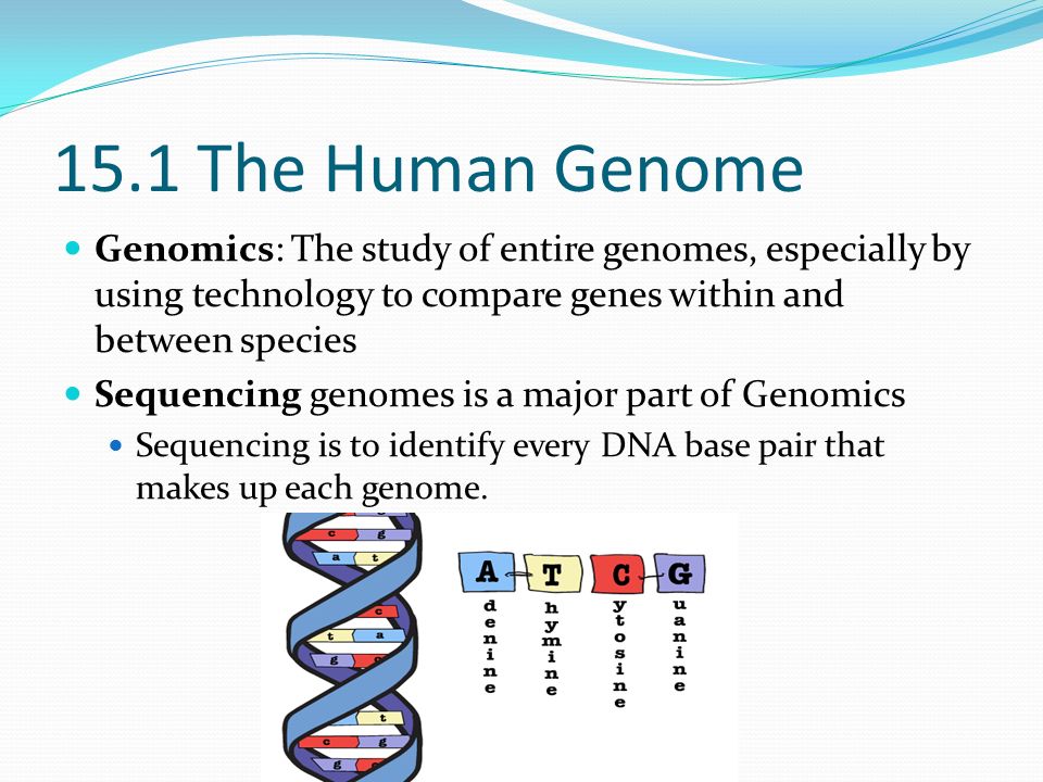 15.1 The Human Genome Genomics: The study of entire genomes, especially by using technology to compare genes within and between species Sequencing genomes is a major part of Genomics Sequencing is to identify every DNA base pair that makes up each genome.