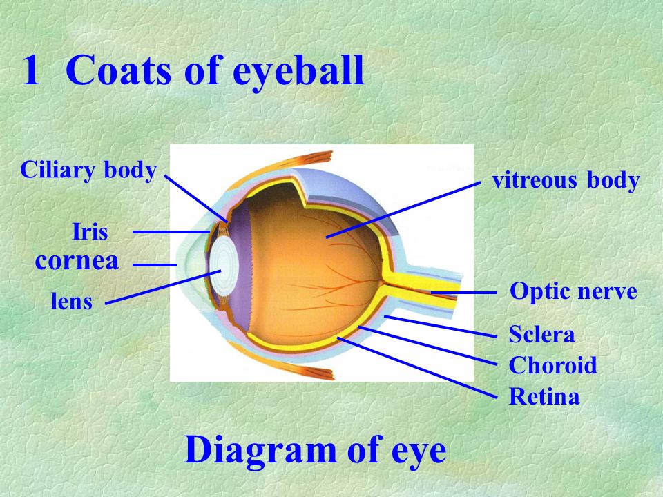 Eyeball Department of Histology and Embryology Li jinxin No ppt download