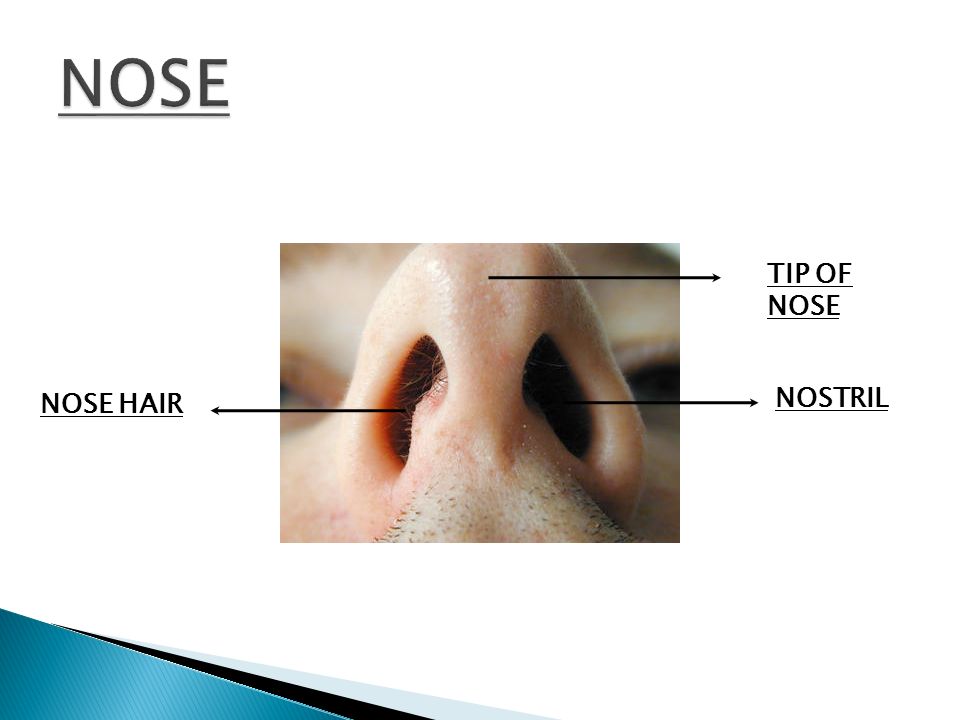 NOSE HAIR NOSTRIL TIP OF NOSE