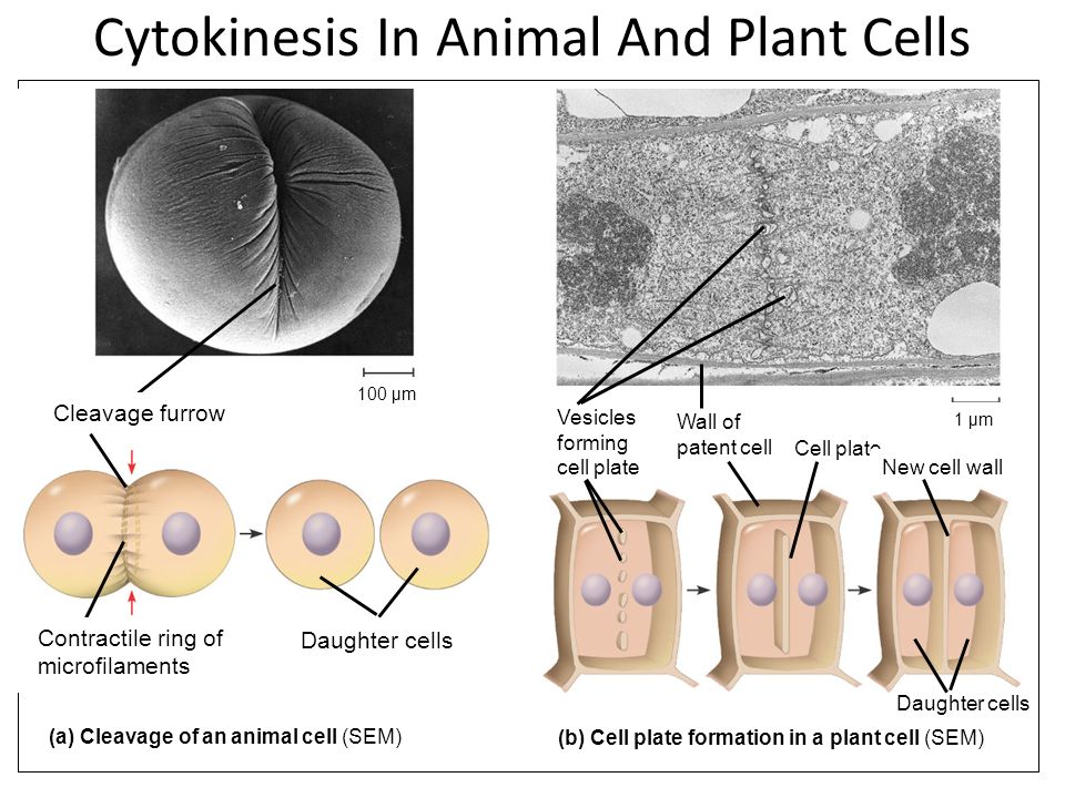 CYTOKINESIS CYTOKINESIS - Cytoplasm splits into 2 cells or C leavage of cell  into two halves Animal cells - Constriction belt of actin filaments Plant.  - ppt download