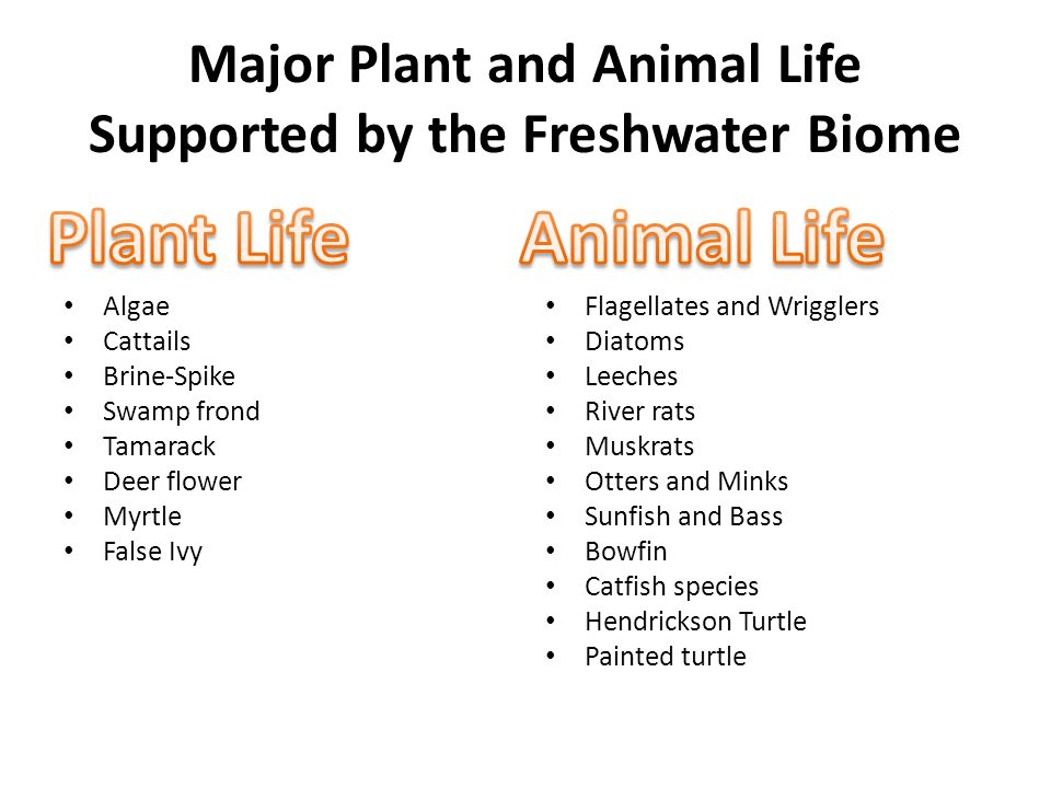 The Freshwater Biome accounts for one fifth of the area of the Earth and  provides half of the drinking water, one third of the water used for  irrigation, - ppt download