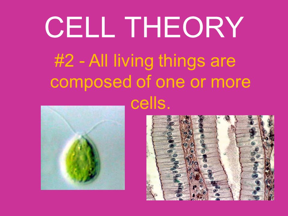 CELL THEORY #2 - All living things are composed of one or more cells.