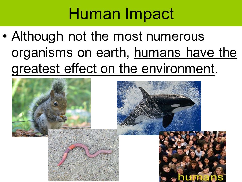 Aim: How have humans negatively affected diversity in the environment? -  ppt download