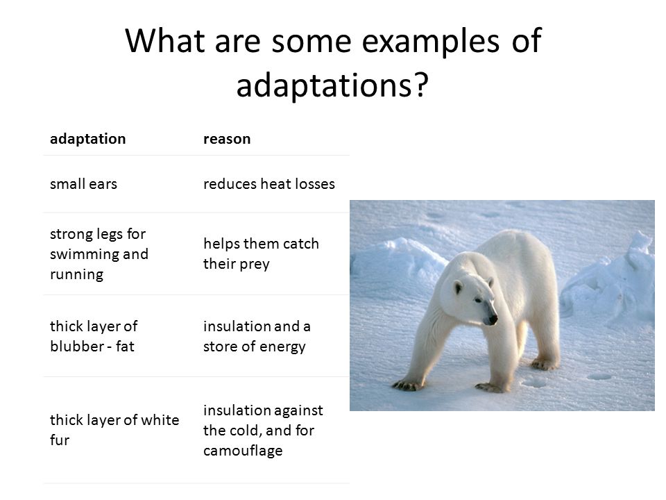 Adaptations. What are adaptations? Definition – Any alteration in the  structure or function of an organism or any of its parts by which the  organism becomes. - ppt download