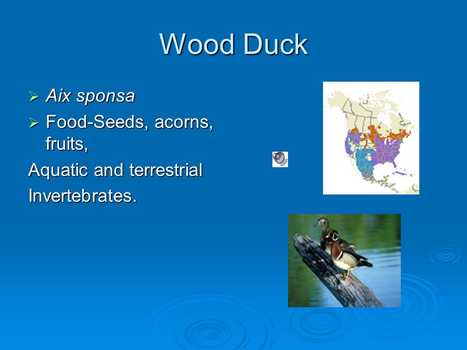 Wood Duck  Aix sponsa  Food-Seeds, acorns, fruits, Aquatic and terrestrial Invertebrates.