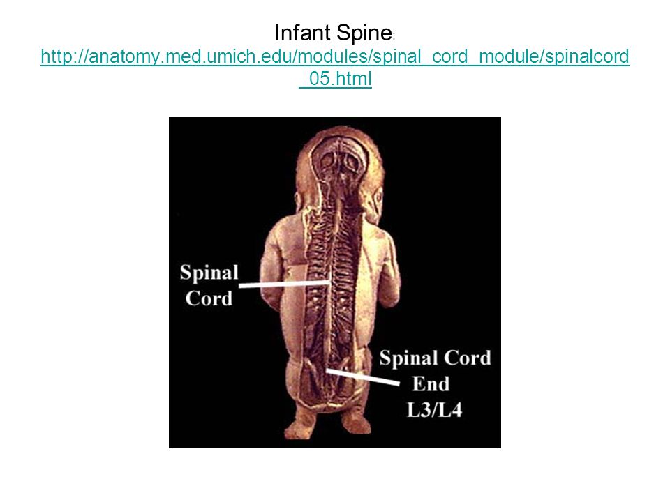 Infant Spine :   _05.html   _05.html