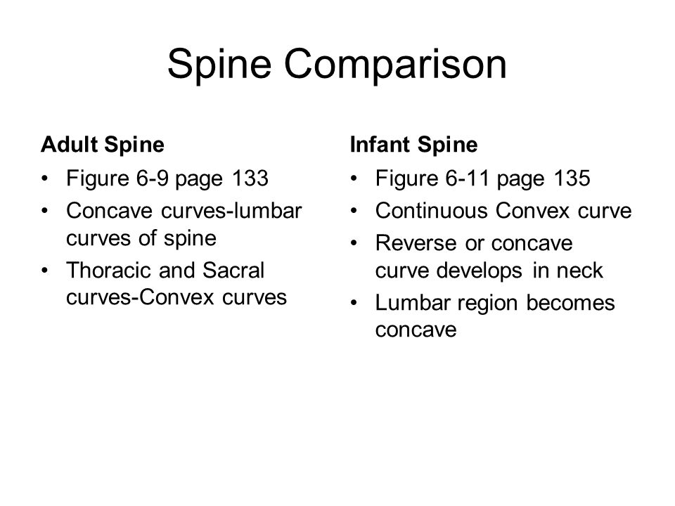 Spine Comparison Adult Spine Figure 6-9 page 133 Concave curves-lumbar curves of spine Thoracic and Sacral curves-Convex curves Infant Spine Figure 6-11 page 135 Continuous Convex curve Reverse or concave curve develops in neck Lumbar region becomes concave