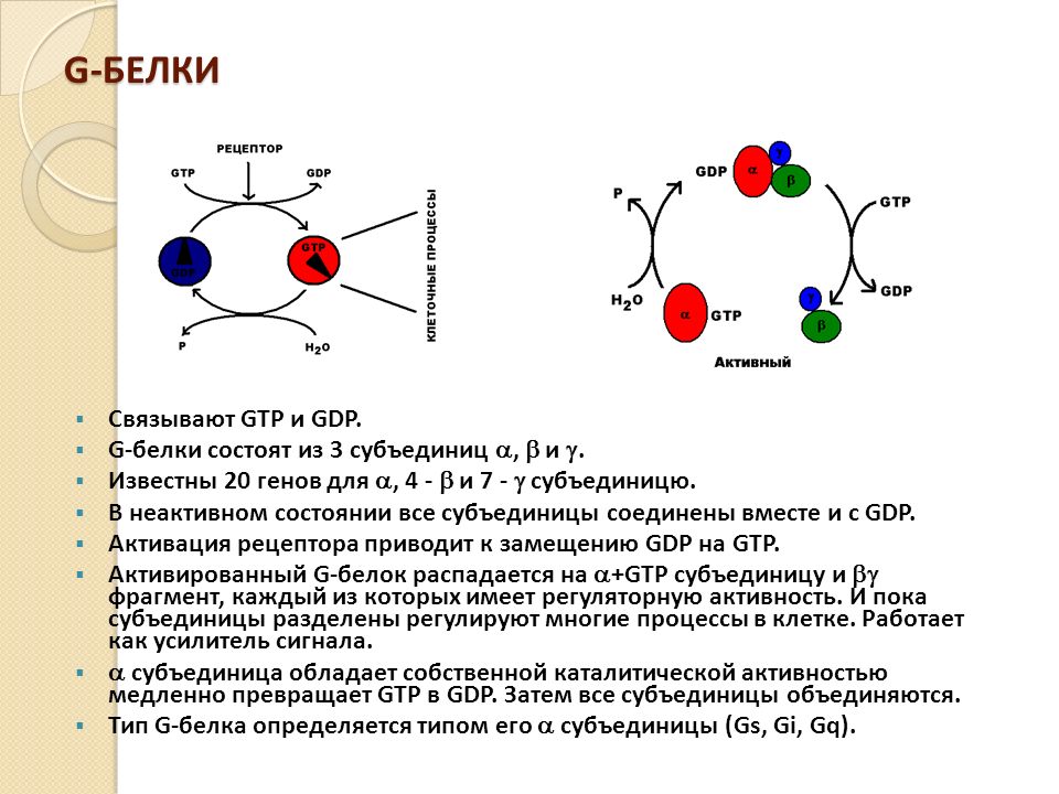 Молекулярные основы