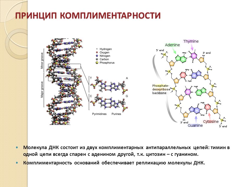 Связи между двумя цепями днк