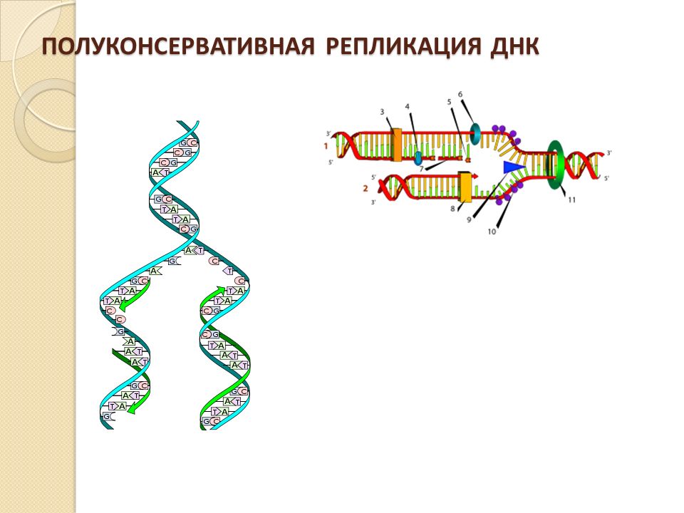 Репликация данных это. Полуконсервативная репликация. Полуконсервативный механизм репликации ДНК. Полуконсервативный метод репликации ДНК. Схема полуконсервативной репликации ДНК.