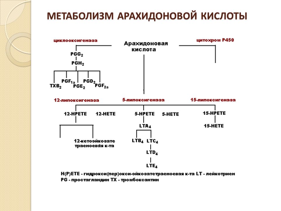 Кислоты образуются в результате превращений. Схема метаболизма арахидоновой кислоты патофизиология. Арахидоновая кислота пути превращения. Арахидоновая кислота метаболиты. Цикл распада арахидоновой кислоты.