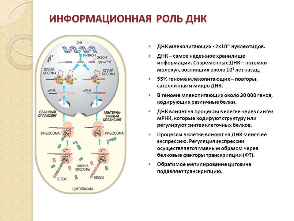 Роль днк. Роль ДНК В клетке. Роль ДНК В жизни клетки. Главная роль ДНК В клетке это. Какова биологическая роль ДНК.