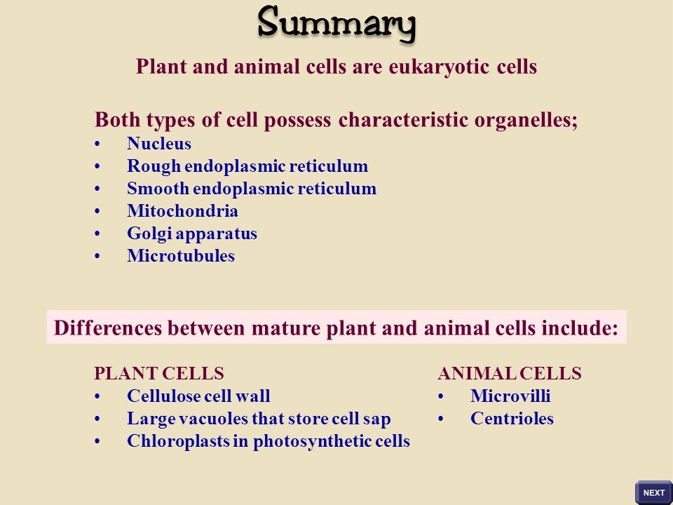 SSER Ltd.. Plant cells, like animal cells, possess a plasma membrane within  which is contained a complex fluid called the cytosol Unlike animal cells,  - ppt download