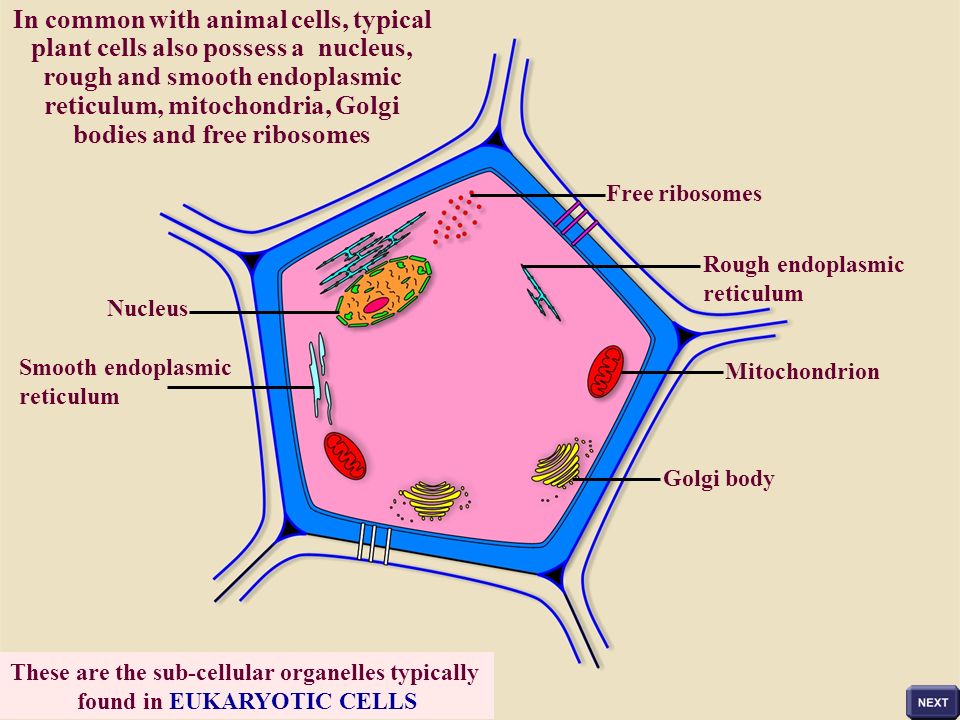 Sser Ltd Plant Cells Like Animal Cells Possess A Plasma Membrane Within Which Is Contained A Complex Fluid Called The Cytosol Unlike Animal Cells Ppt Download