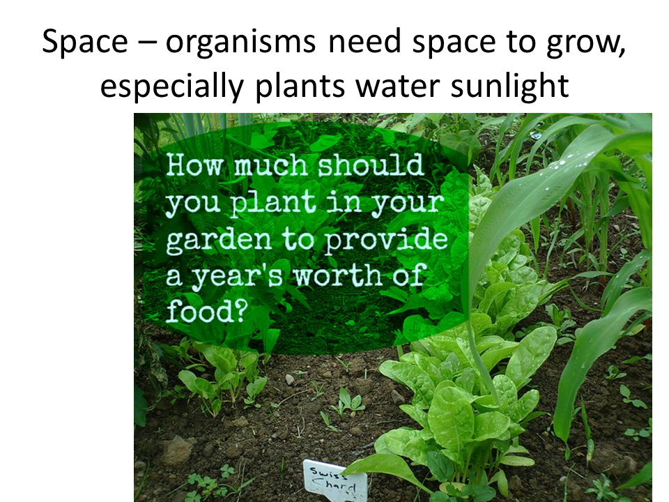 Space – organisms need space to grow, especially plants water sunlight