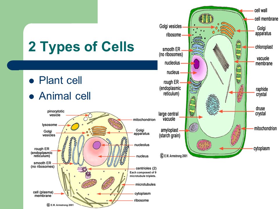 Cells . Compare and contrast the major components and functions of  different type of cells. (DOK 2)  Differences in plant and animal cells   Structures. - ppt download