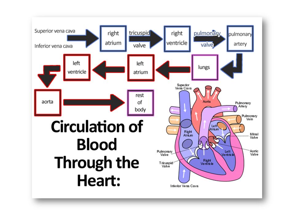 Heart Blood Circulation Chart