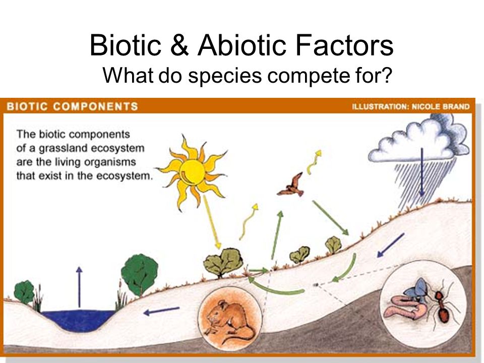 Biotic & Abiotic Factors What do species compete for.