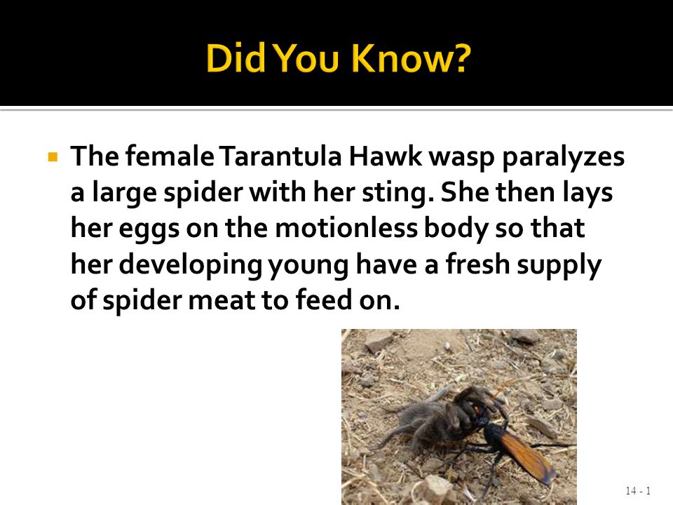 the female tarantula hawk wasp paralyzes a large spider with her