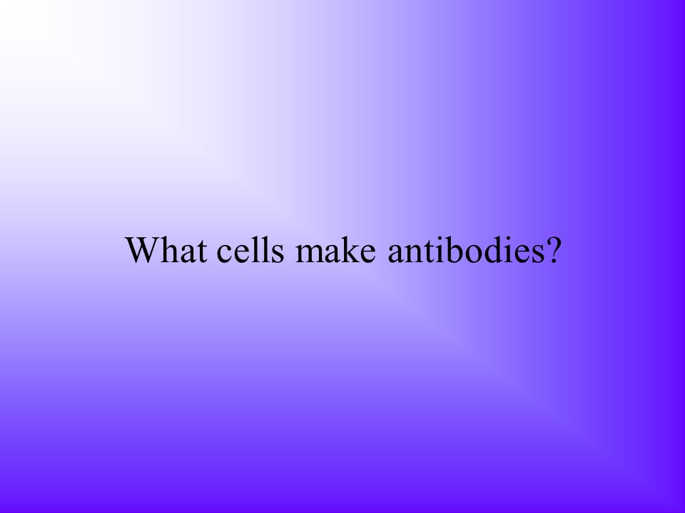 What cells make antibodies