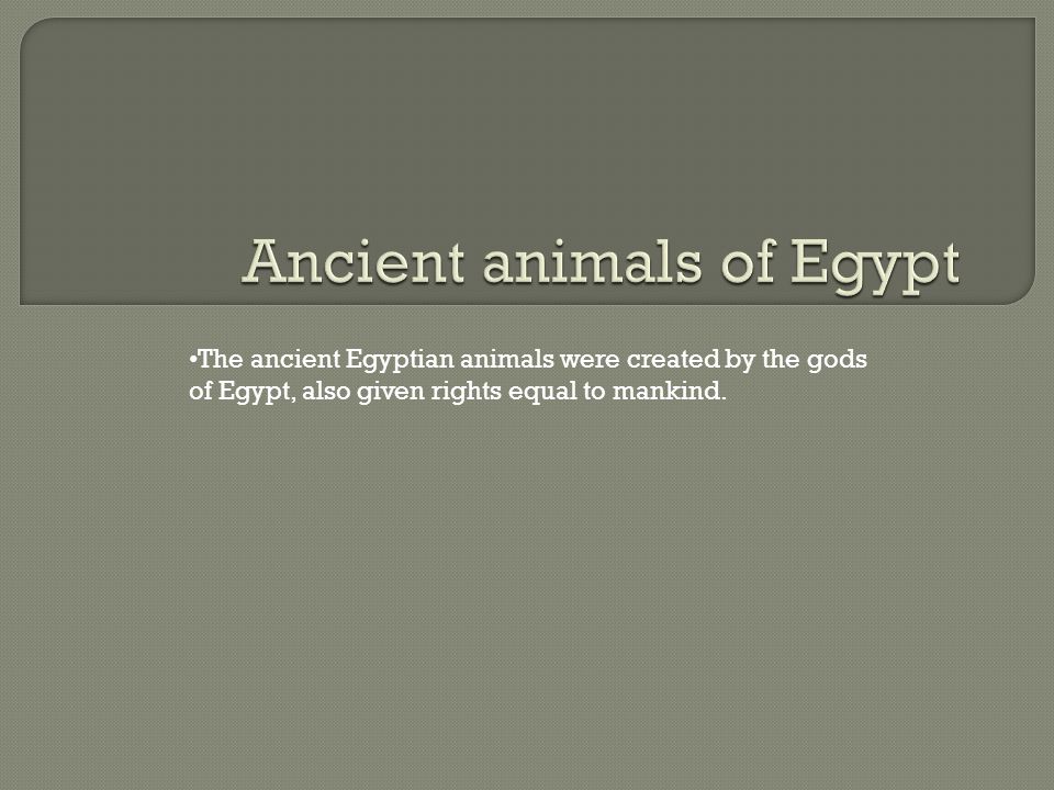 The ancient Egyptian animals were created by the gods of Egypt, also given rights equal to mankind.