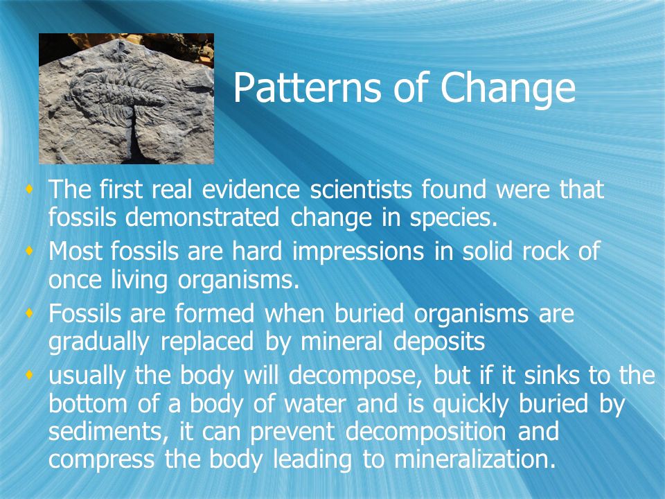 Patterns of Change  The first real evidence scientists found were that fossils demonstrated change in species.