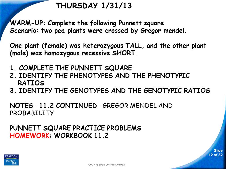 Slide 12 of 32 Copyright Pearson Prentice Hall THURSDAY 1/31/13 WARM-UP: Complete the following Punnett square Scenario: two pea plants were crossed by Gregor mendel.