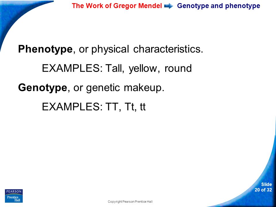 11-1 The Work of Gregor Mendel Slide 20 of 32 Copyright Pearson Prentice Hall Genotype and phenotype Phenotype, or physical characteristics.