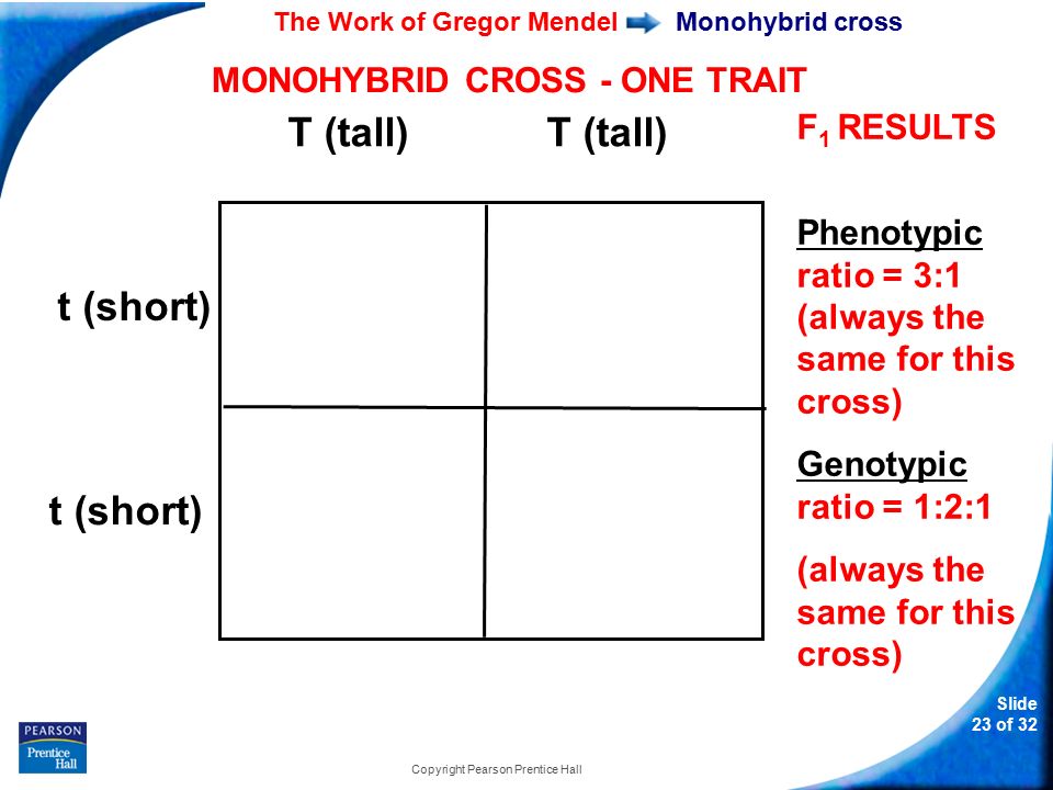 11-1 The Work of Gregor Mendel Slide 23 of 32 Copyright Pearson Prentice Hall Monohybrid cross T (tall) T (tall) t (short) MONOHYBRID CROSS - ONE TRAIT F 1 RESULTS Phenotypic ratio = 3:1 (always the same for this cross) Genotypic ratio = 1:2:1 (always the same for this cross)