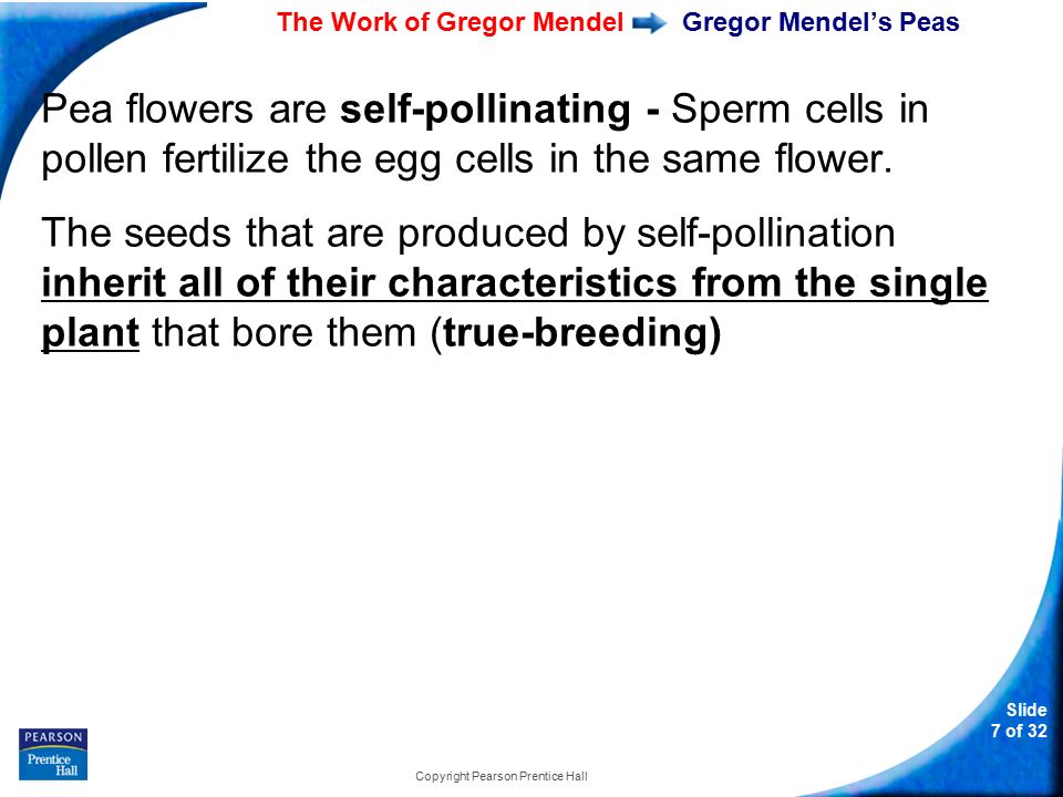 11-1 The Work of Gregor Mendel Slide 7 of 32 Copyright Pearson Prentice Hall Gregor Mendel’s Peas Pea flowers are self-pollinating - Sperm cells in pollen fertilize the egg cells in the same flower.