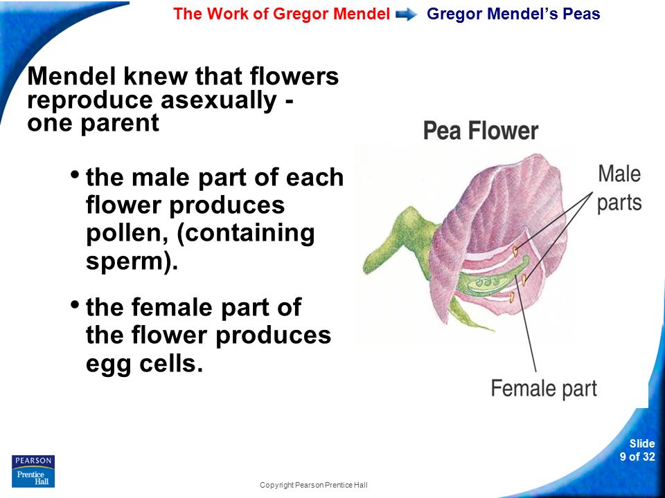 11-1 The Work of Gregor Mendel Slide 9 of 32 Copyright Pearson Prentice Hall Gregor Mendel’s Peas Mendel knew that flowers reproduce asexually - one parent the male part of each flower produces pollen, (containing sperm).