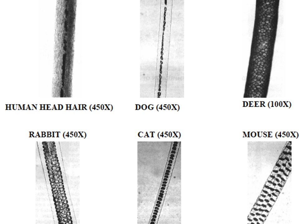 Hair and Fiber Analysis - ppt video online download