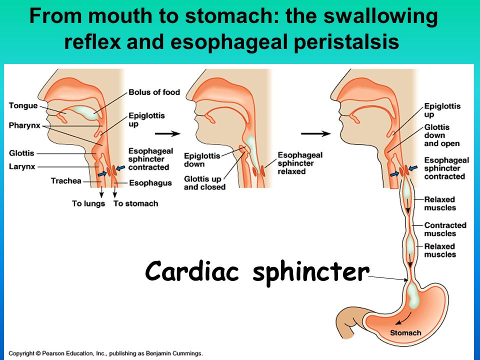 From mouth to stomach: the swallowing reflex and esophageal peristalsis Cardiac sphincter