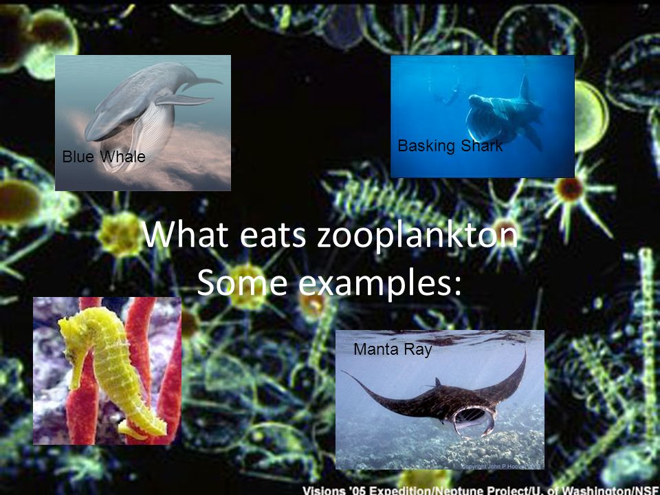 Phytoplankton and Zooplankton. Phytoplankton The most important organisms  on the planet are…………… - ppt download